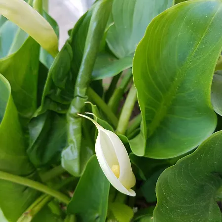 Spada Donadeo 빌라